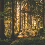 Тайные послания в Wild West Gold Megaways игре