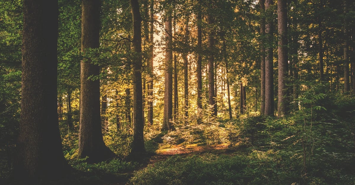 Тайные послания в Wild West Gold Megaways игре